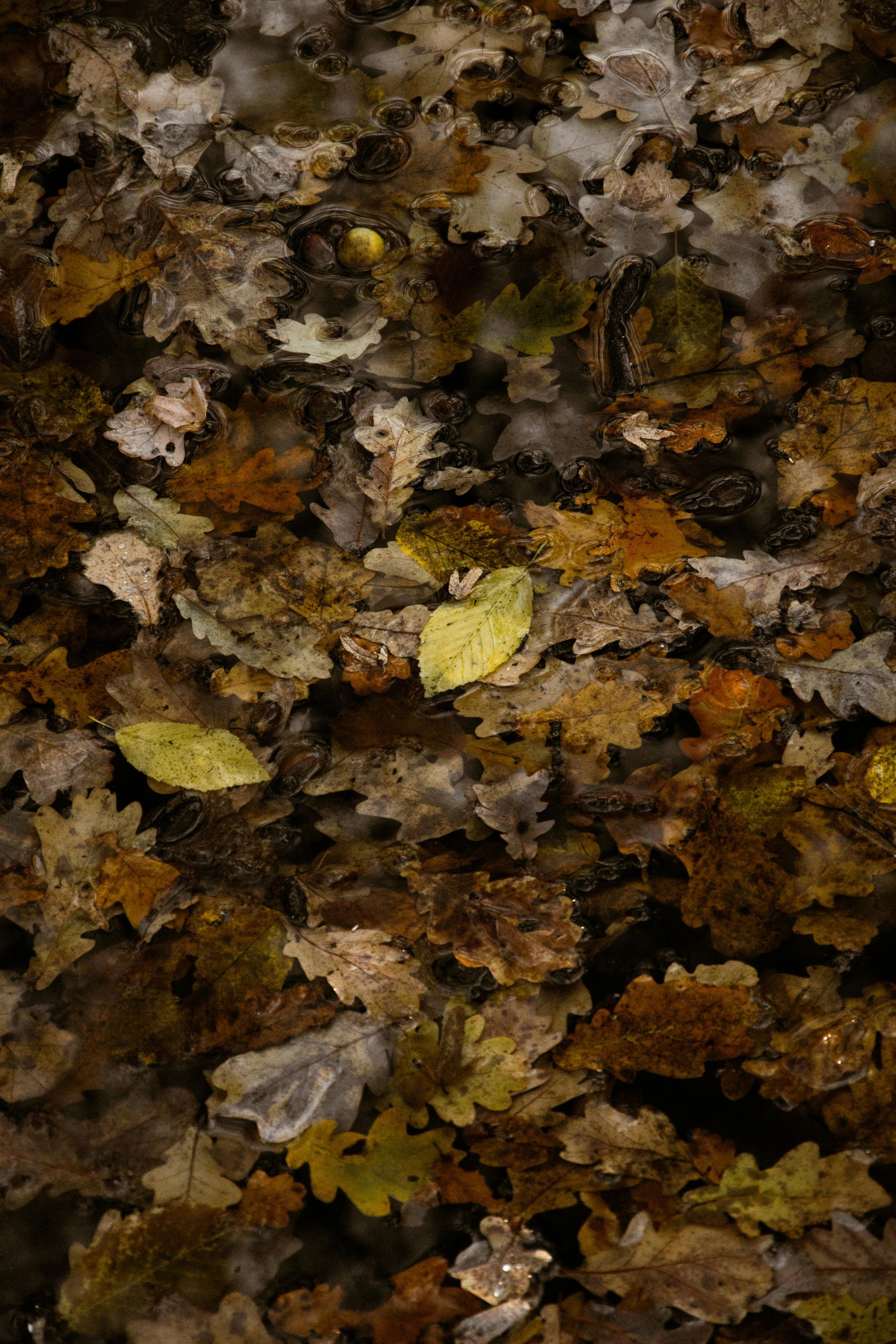 Fallen autumn leaves in water, various brown, yellow, and green colors.