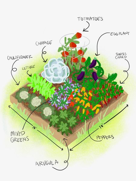 Raised garden bed with labeled vegetables: tomatoes, eggplant, peppers, cauliflower, and mixed greens.
