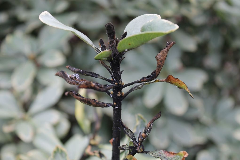 Plant stem with brown, dead leaves and some green leaves against a blurred background of similar plants.