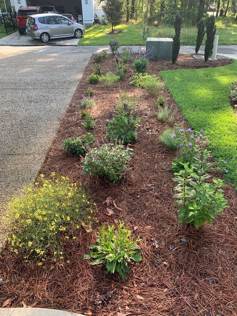 A long, planted garden bed with various green plants and brown mulch, next to a gravel driveway.