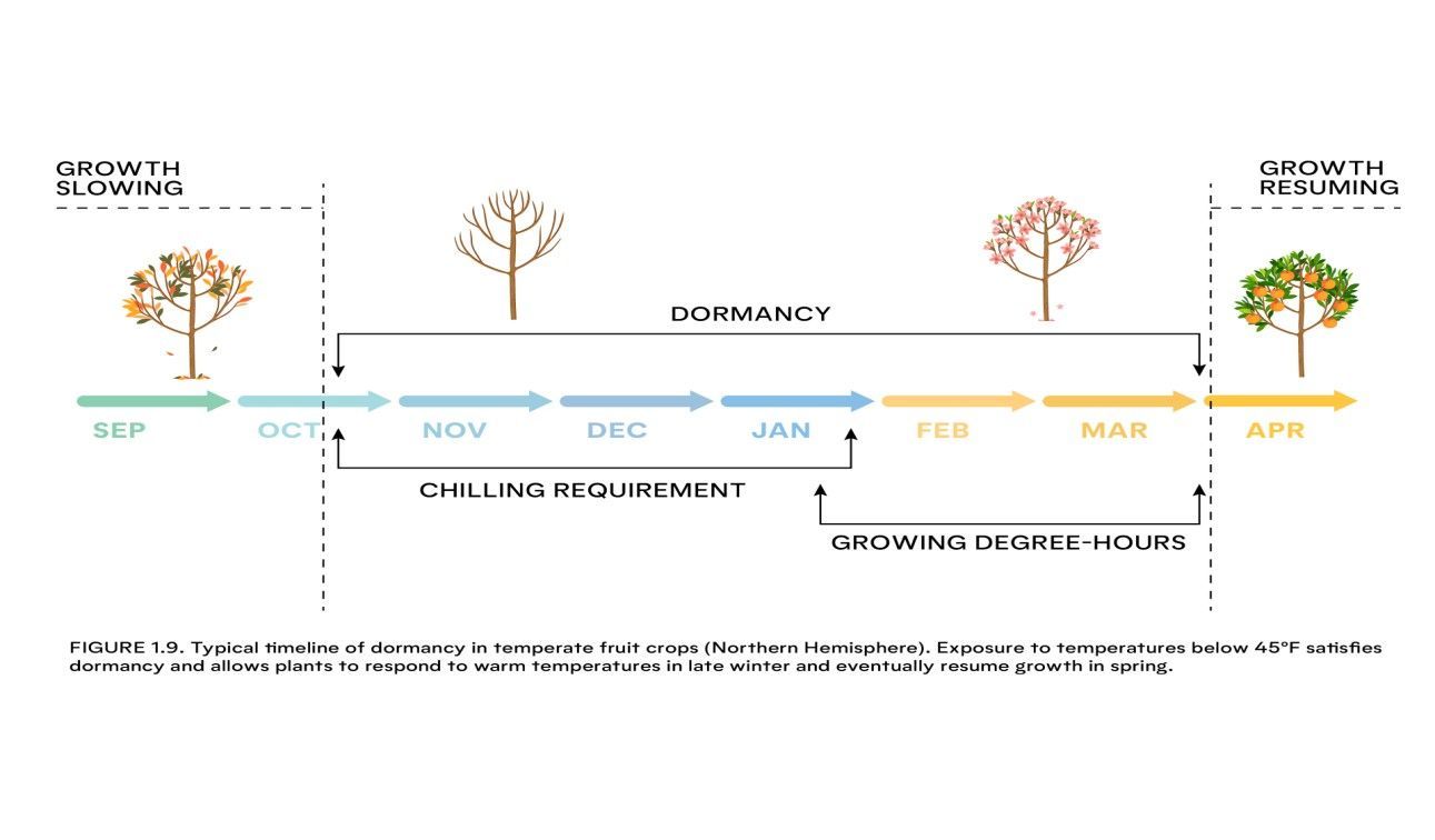 Seasonal cycle of a tree: growth slowing to dormancy, then spring growth.