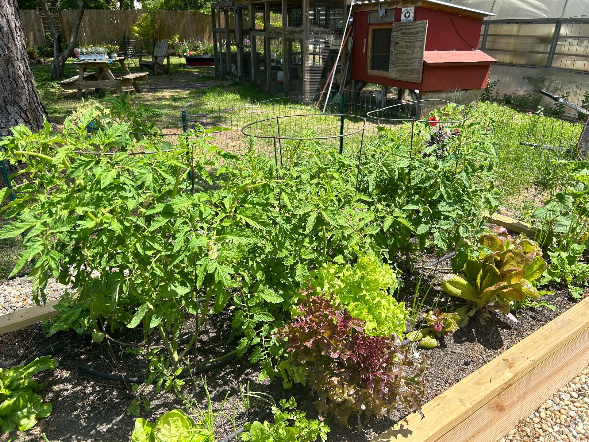 Vegetable garden with lush green plants, including tomatoes and lettuce, near a chicken coop.