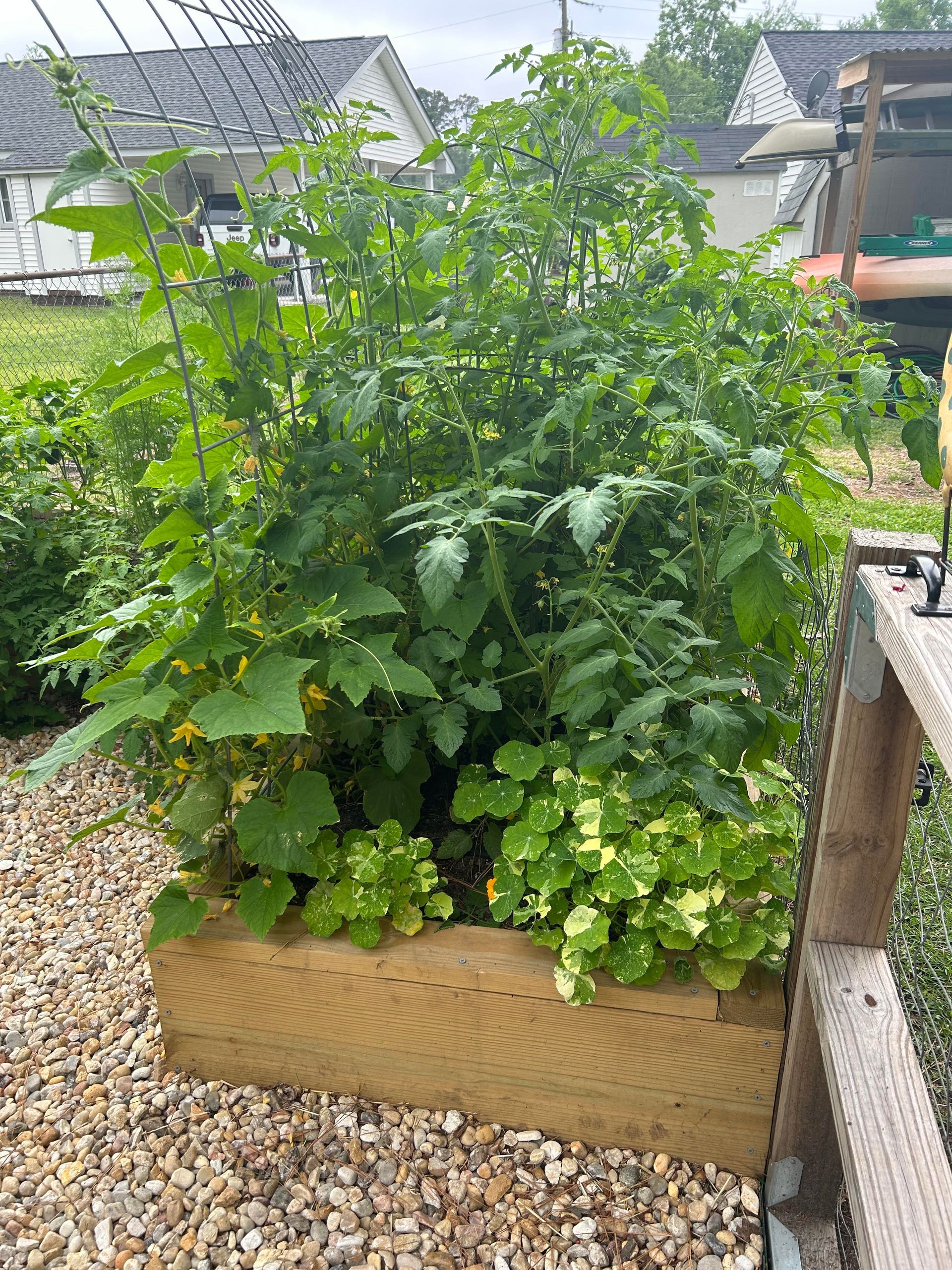 Raised wooden garden bed overflowing with green plants and gravel ground.