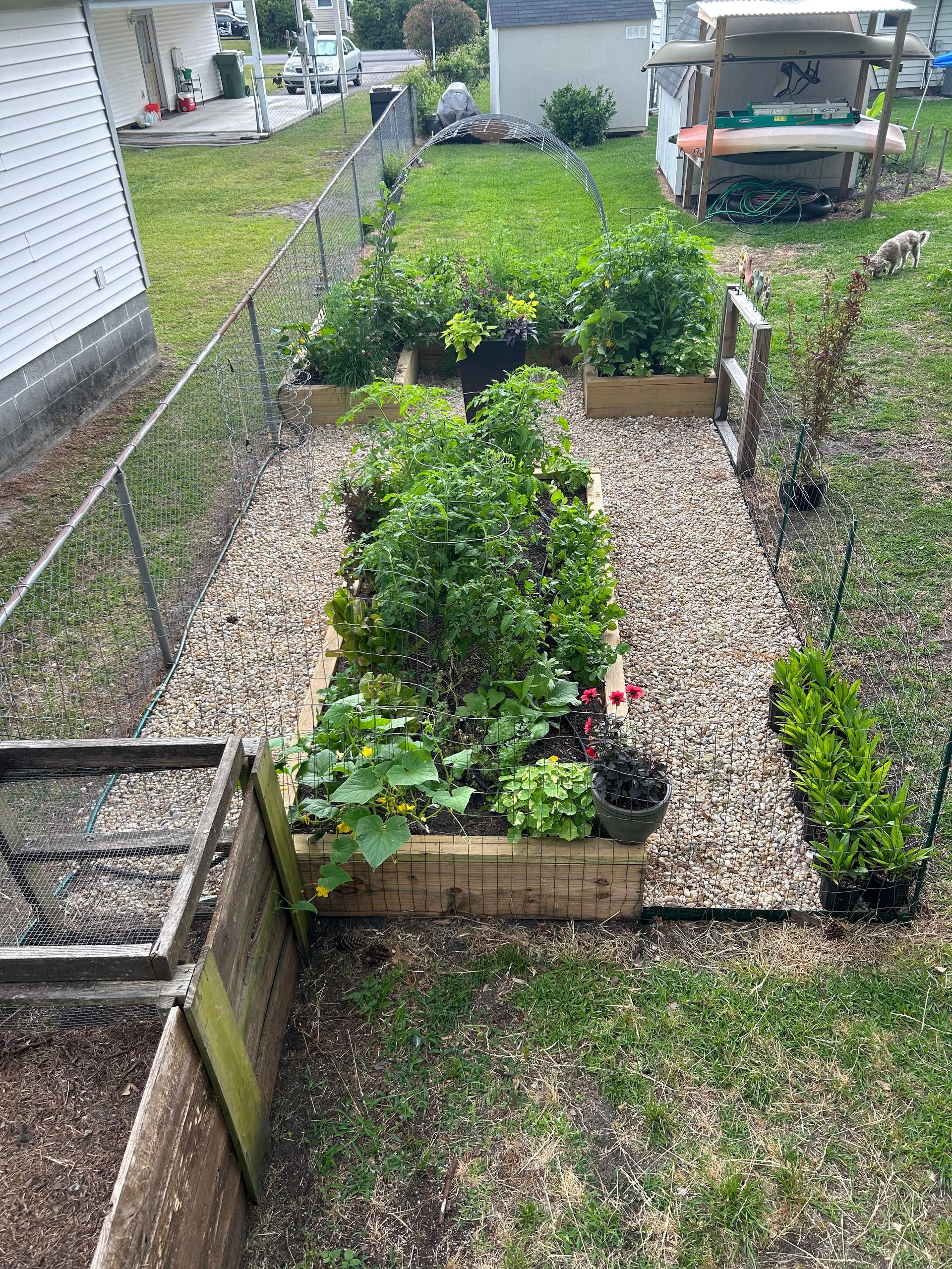 Raised garden beds with various plants in a backyard setting, surrounded by chain link and wooden fences.