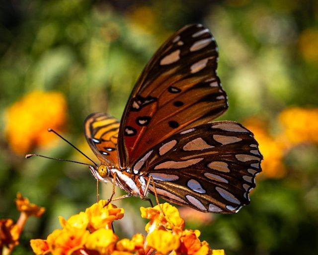 Butterfly resting on bright flowers in Laredo, TX, funeral homes use nature imagery like this to symbolize transformation, peace, and remembrance during memorial services.