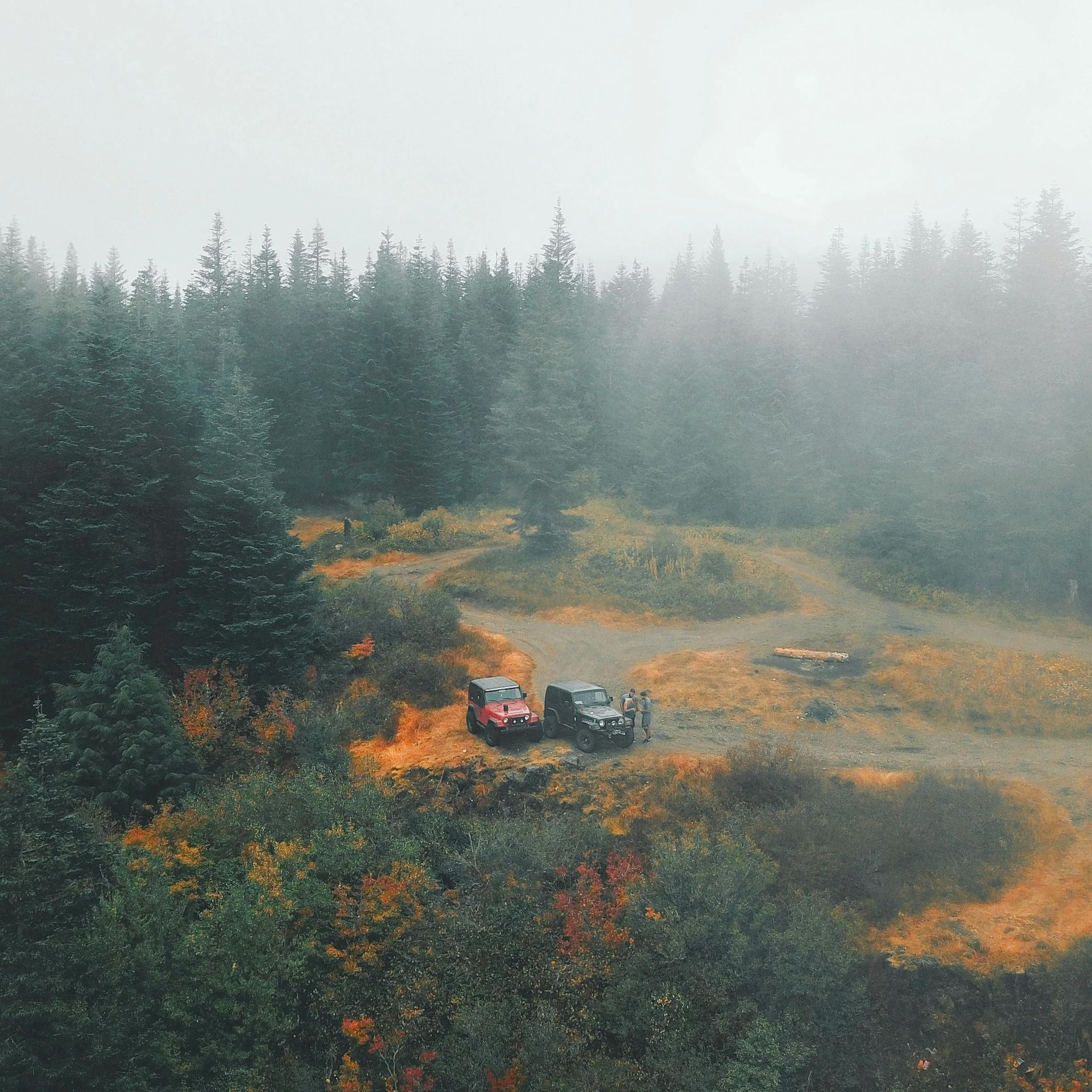 A couple of cars are parked in the middle of a forest on a foggy day.