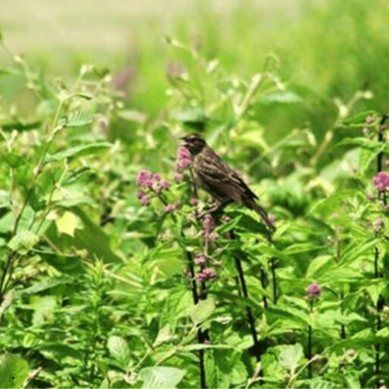 Small brown bird perched on pink wildflowers amid lush green foliage