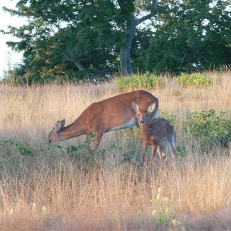 Two deer grazing in tall grass near trees, one adult brown deer with a fawn.