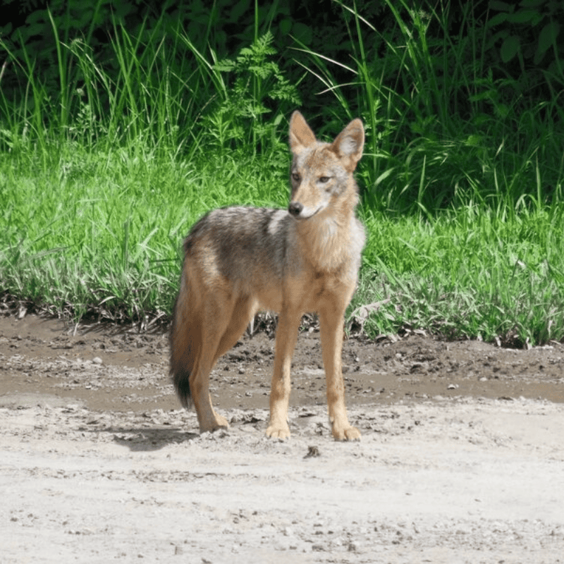 Coyote standing on a dirt road beside green grass, facing left