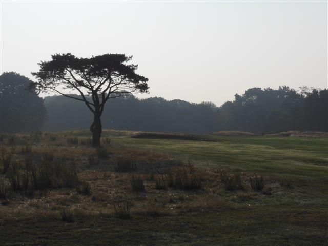 Solitary tree silhouette on a grassy plain at dawn with hazy hills in the background
