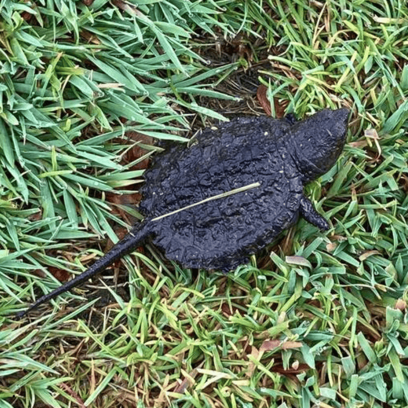Black frog on green grass, partly covered in mud