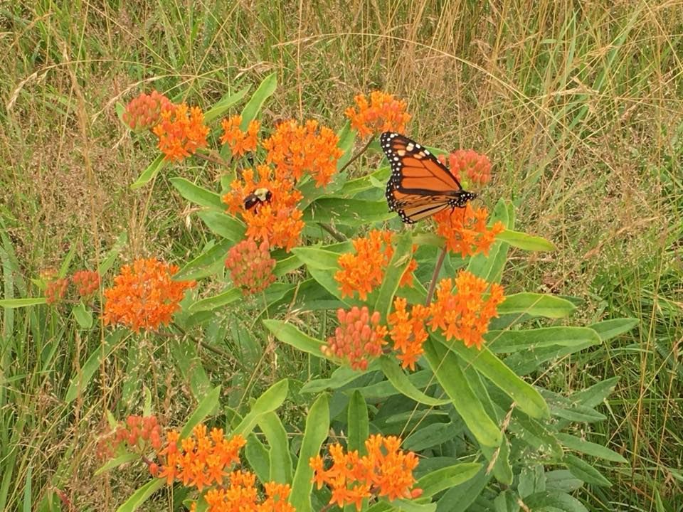 Orange butterflies on bright orange milkweed flowers in a grassy field