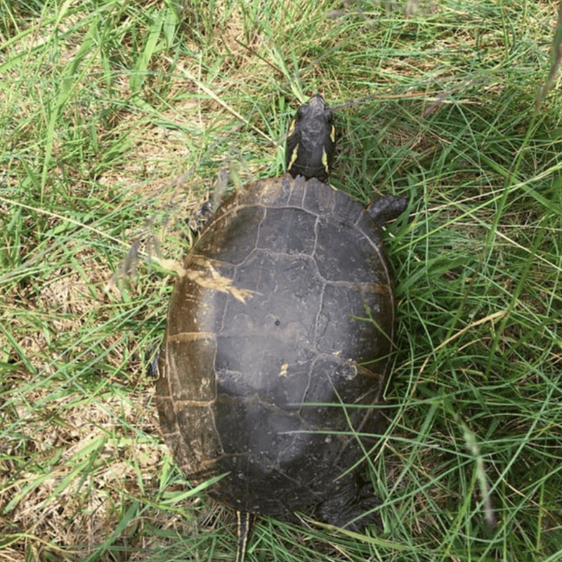 Dark turtle resting in green grass, viewed from above