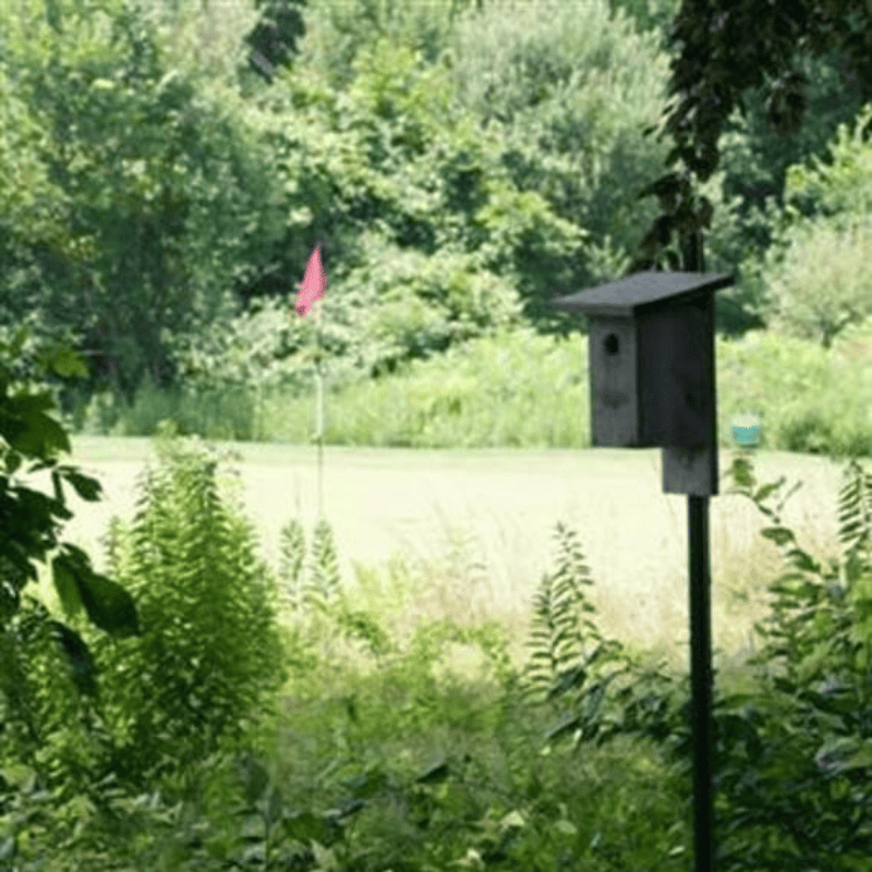 Birdhouse on a post by a pond, with green trees and a pink flag in the background