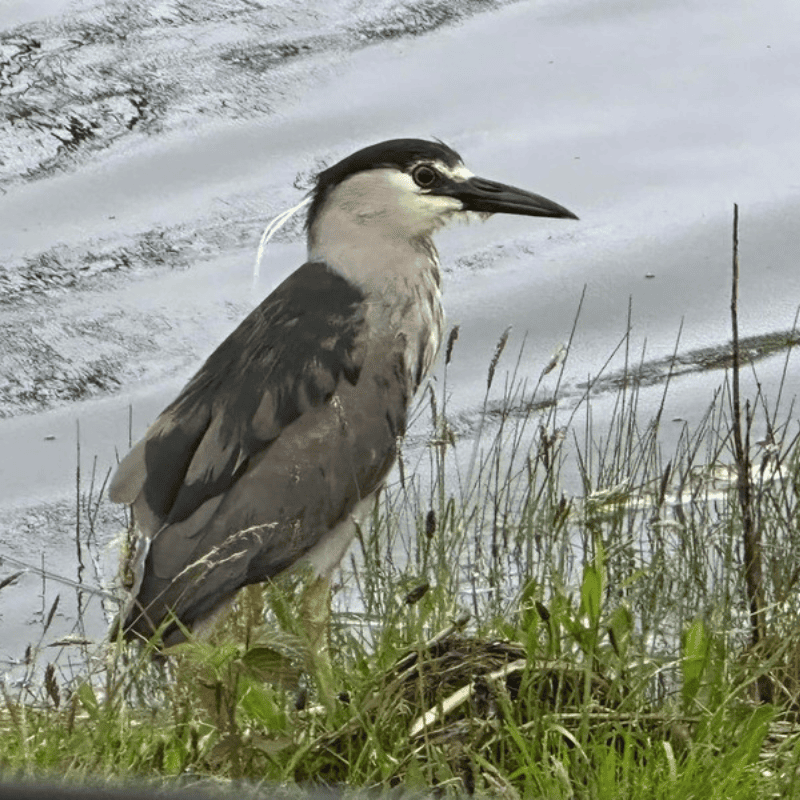 A black-crowned night heron standing in grass by a snowy shoreline