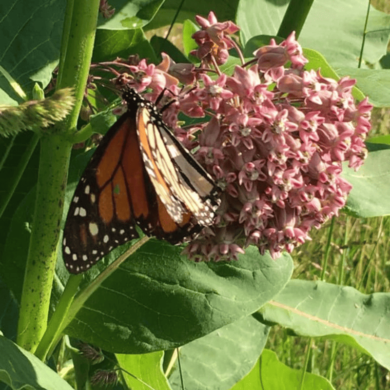 Monarch butterfly on pink milkweed flowers amid green leaves and stem