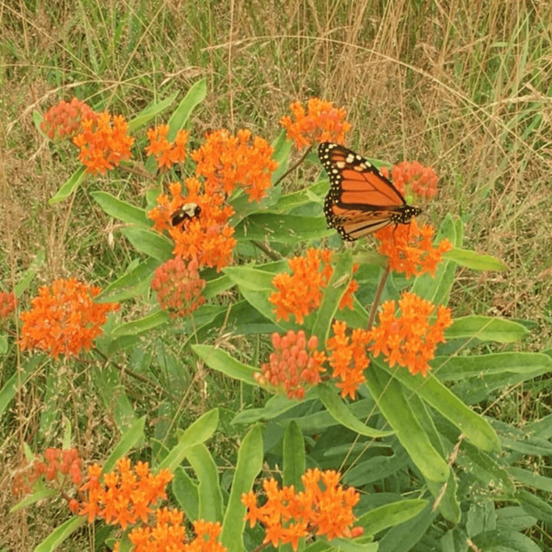 Orange monarch butterfly on bright orange flowers in a grassy field