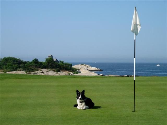 Black-and-white cat on a green lawn beside a golf hole, with ocean and rocks in the background