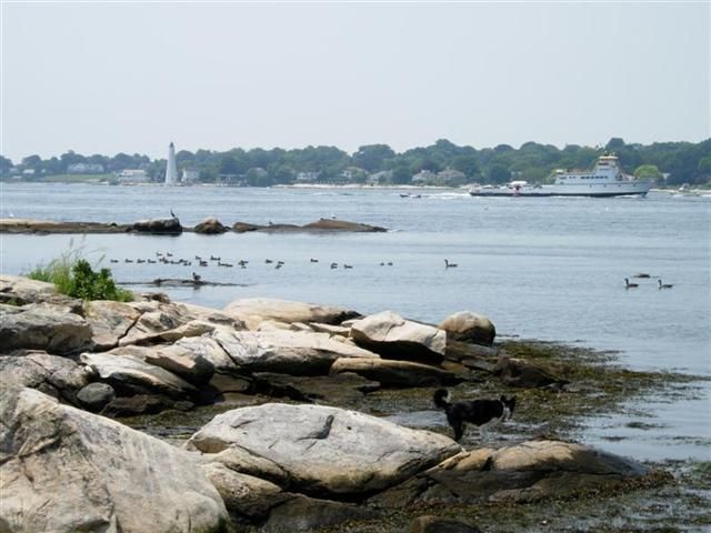 Rocky shoreline with calm water, birds on the surface, and a distant tree-lined coast under a pale sky