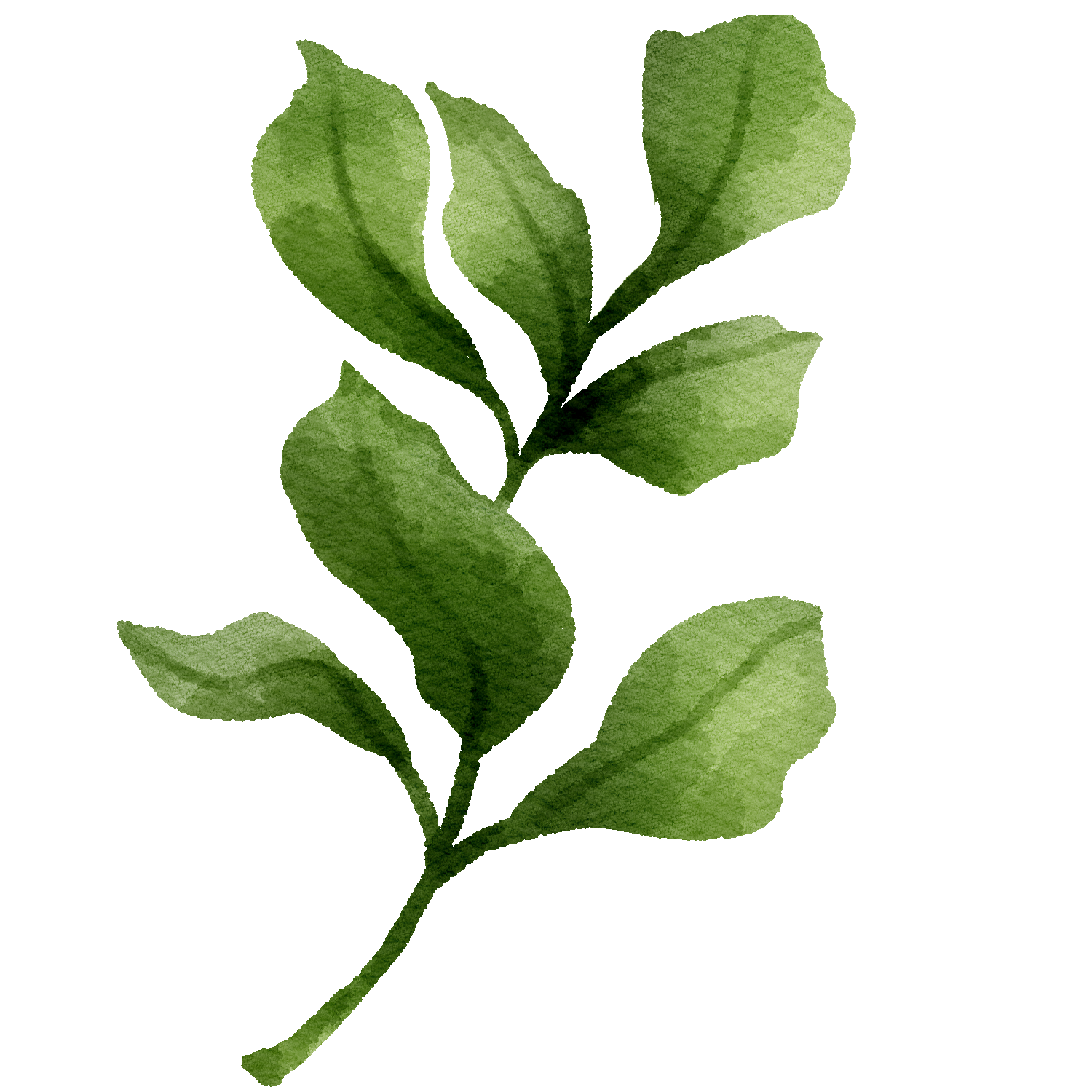 Watercolor illustration of a green leafy branch with several leaves on a white background