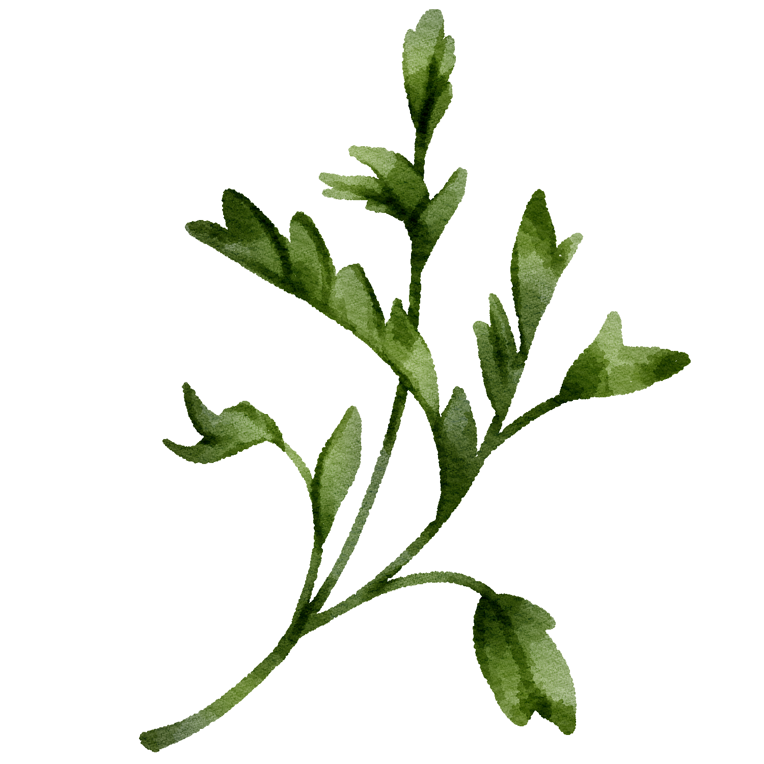 Green leafy herb sprig with several stems on a white background