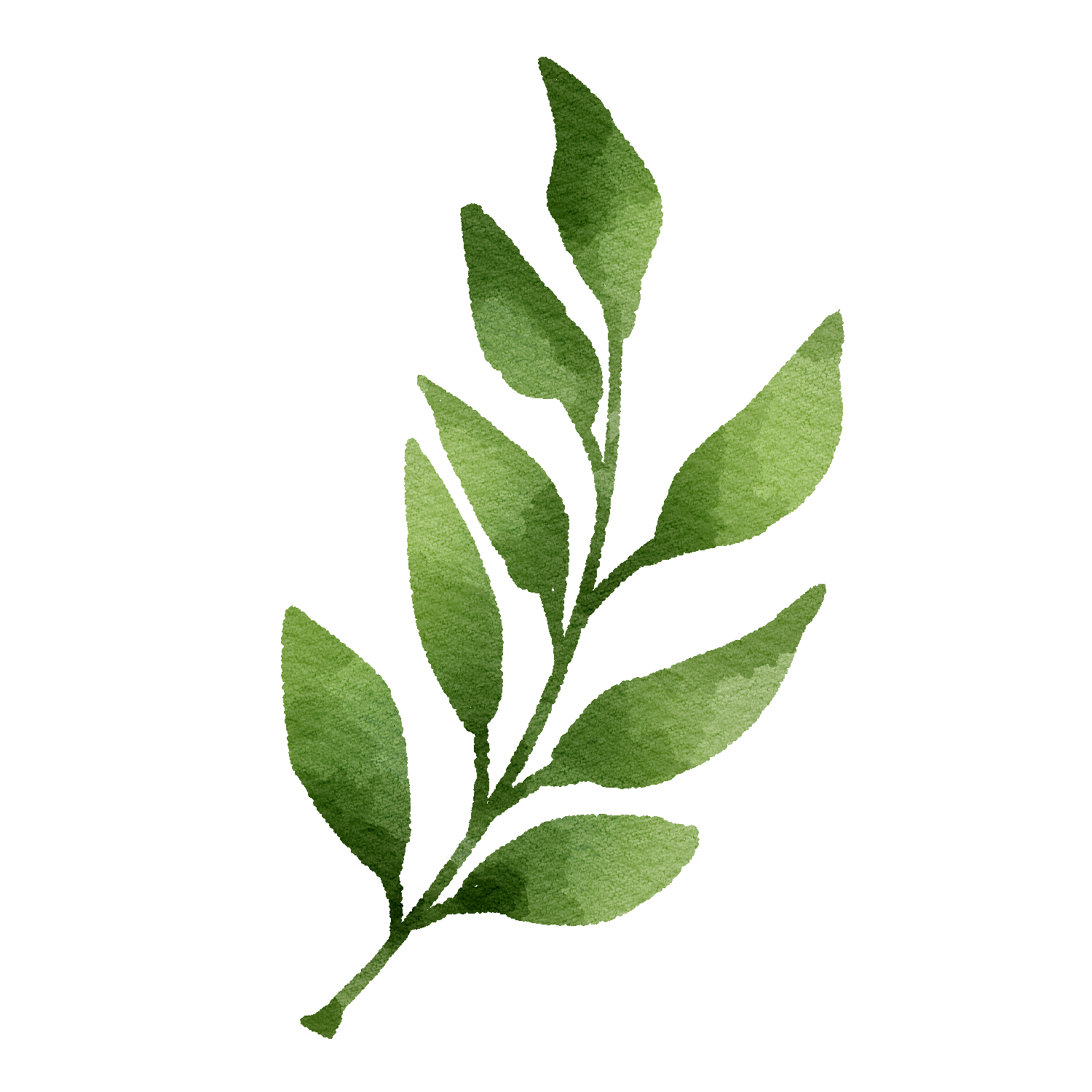 Green leafy twig on a white background
