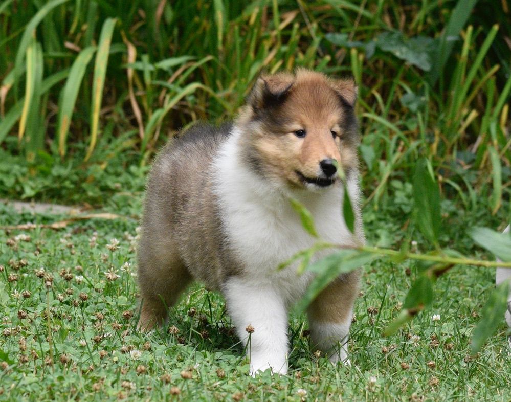 Puppies for Sale Millville, NJ 8568254856