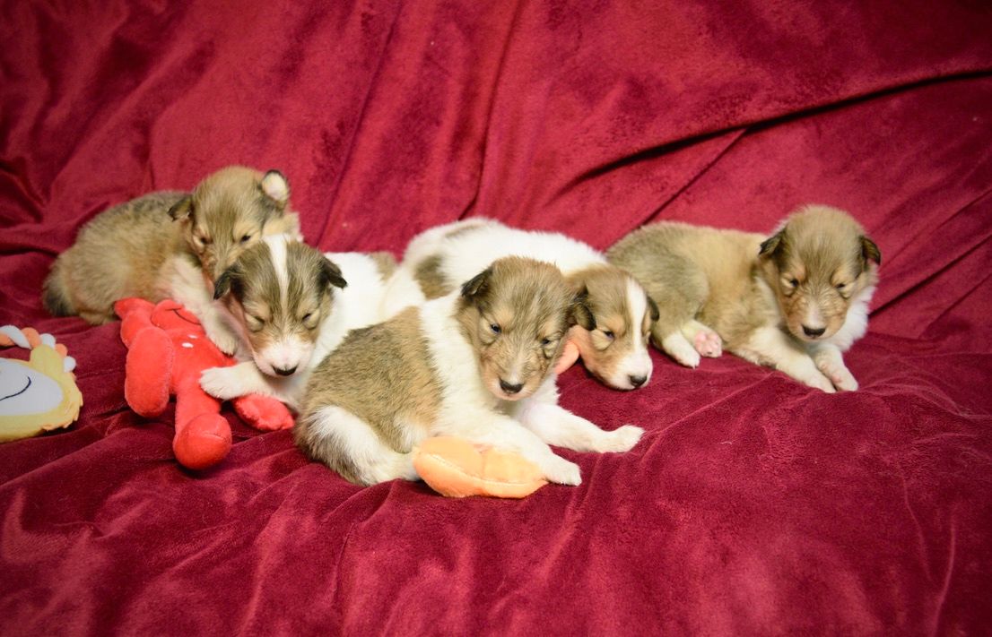 Puppies for Sale Millville, NJ 8568254856