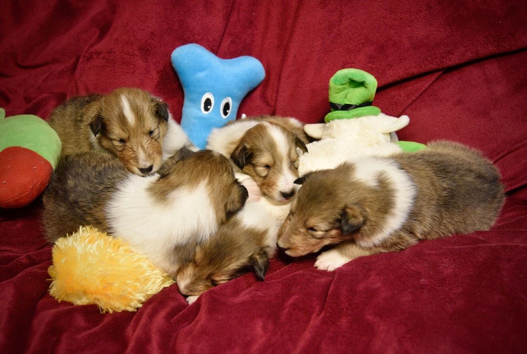 Puppies for Sale Millville, NJ 8568254856