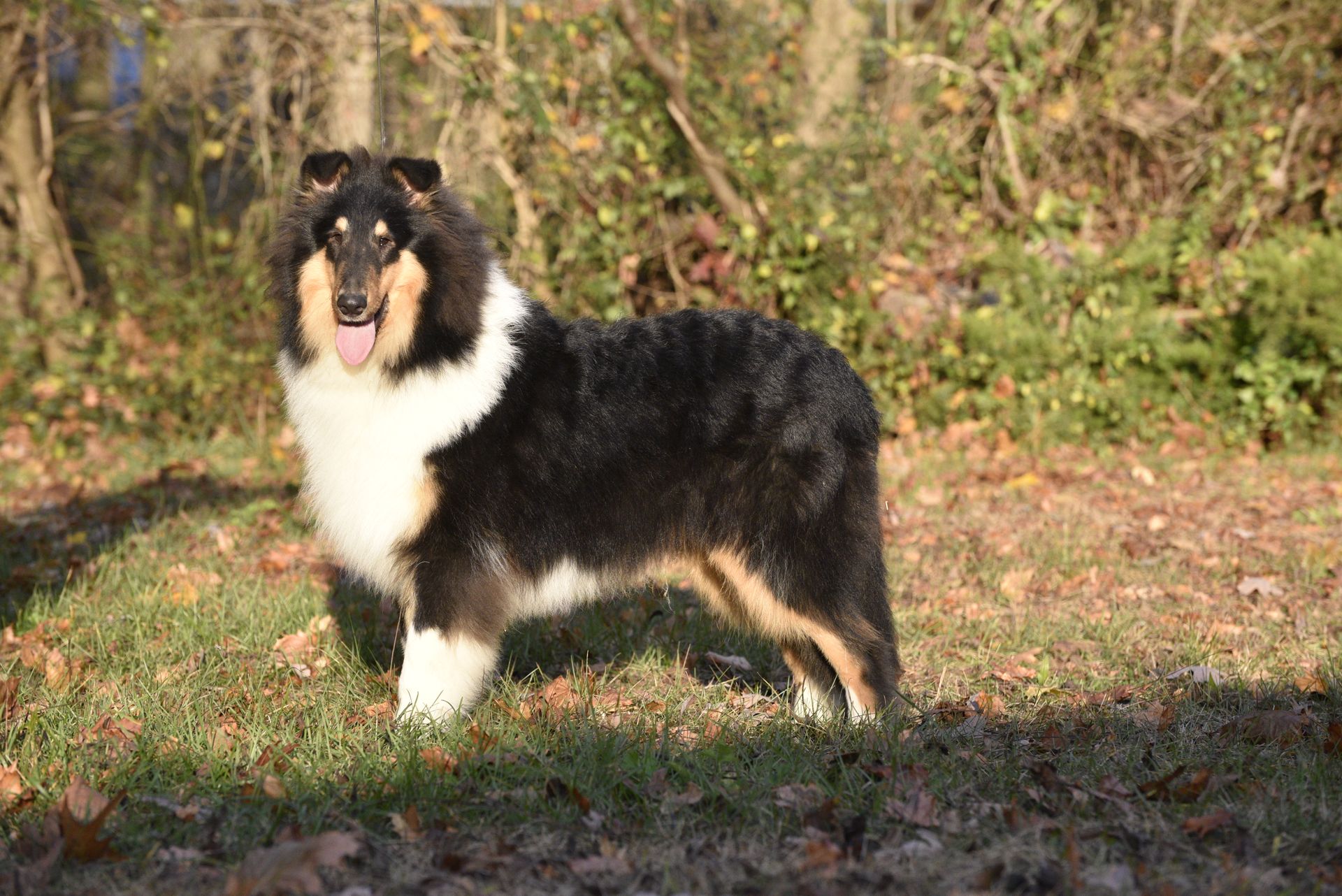 Puppies for Sale Millville, NJ 8568254856