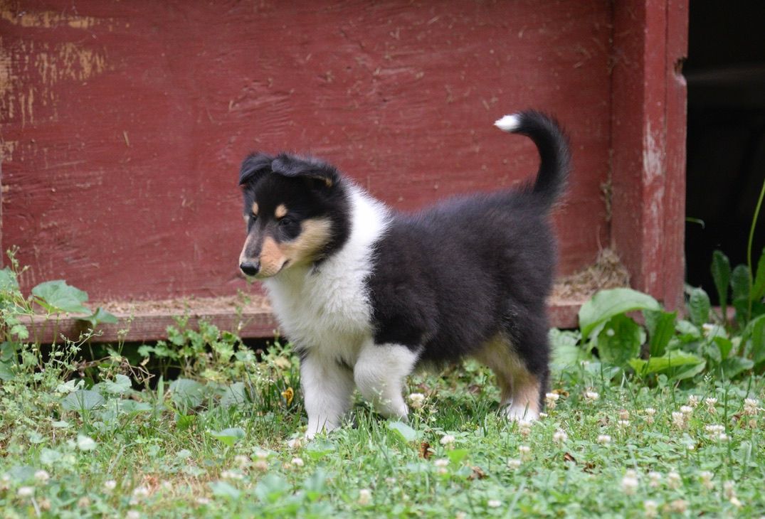 Puppies for Sale Millville, NJ 8568254856