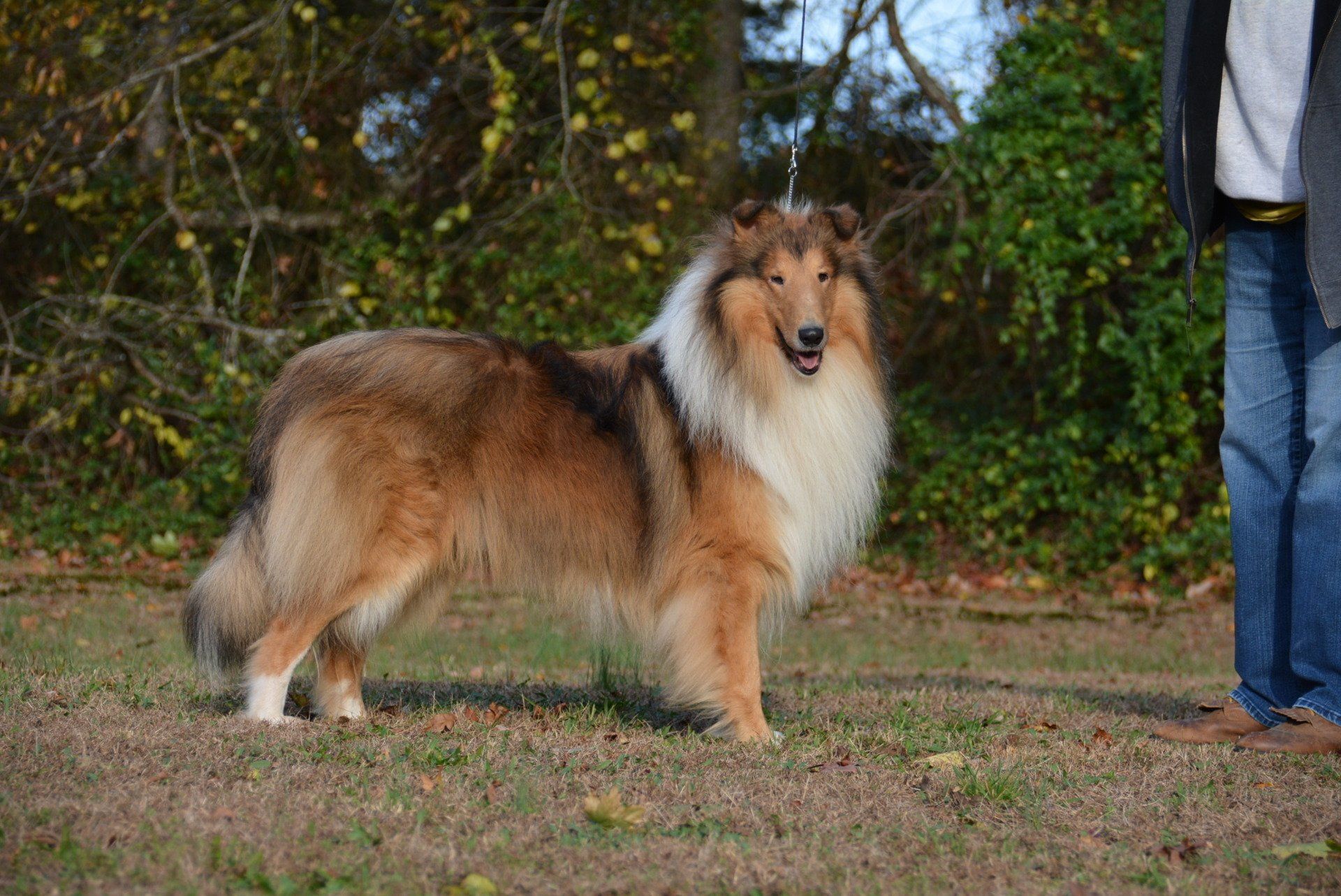 Rough Collie Puppies