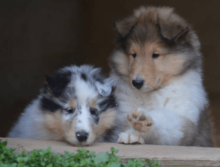 dog boarding