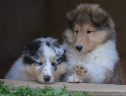 dog boarding