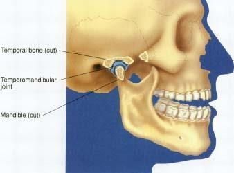 details about the skull  - Lincoln, NE - Blome Family Dentistry