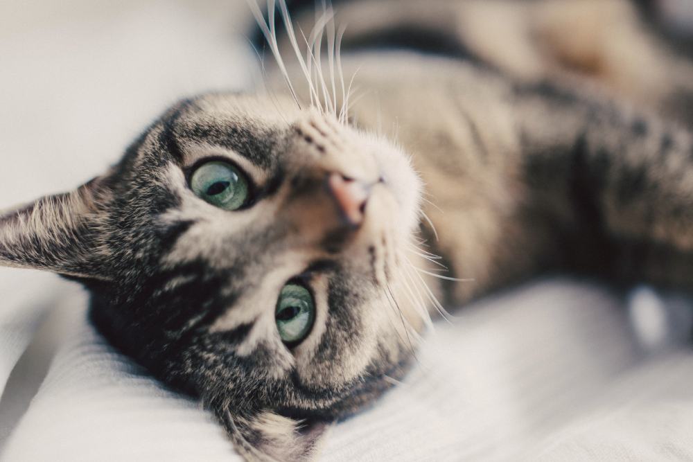 prodotti per gatti