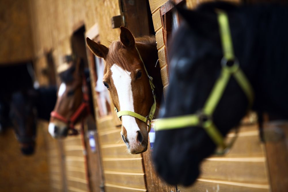 A Row Of Horses Standing Next To Each Other In A Stable — Farleigh Saddle Club In Farleigh, QLD