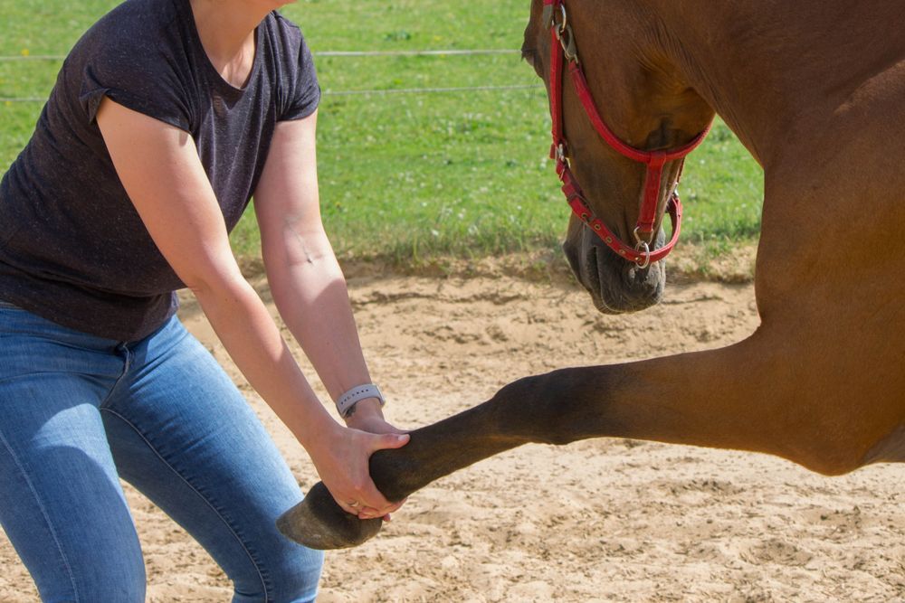 A Woman Is Holding The Leg Of A Brown Horse — Farleigh Saddle Club In Farleigh, QLD