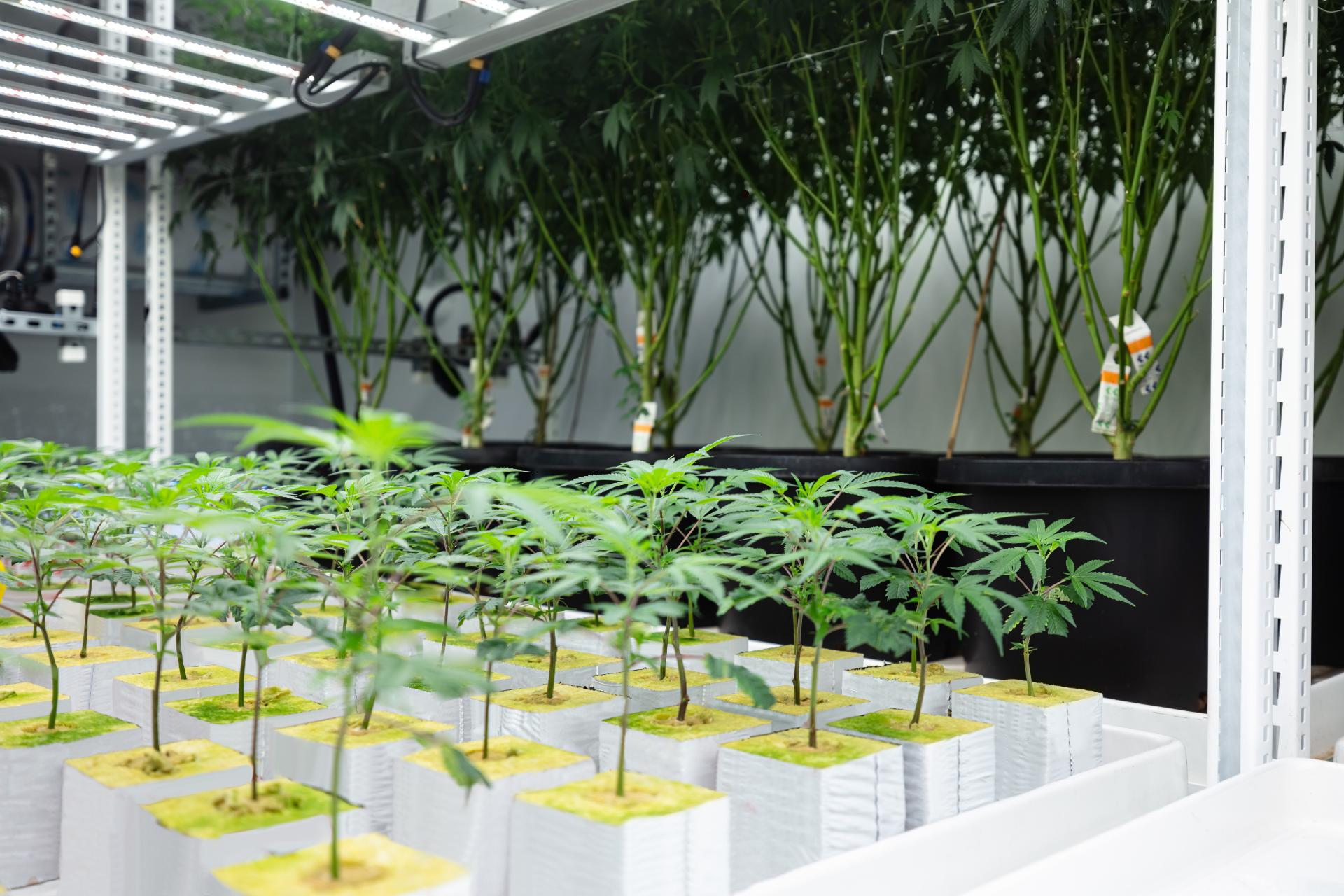 A row of potted plants growing in a greenhouse.