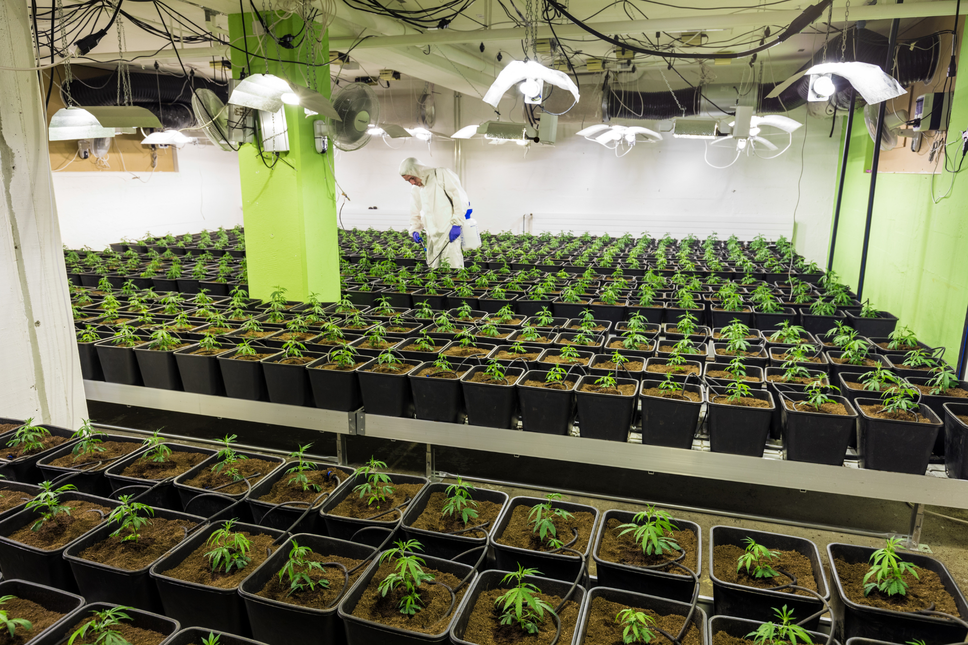 A large room filled with lots of potted plants