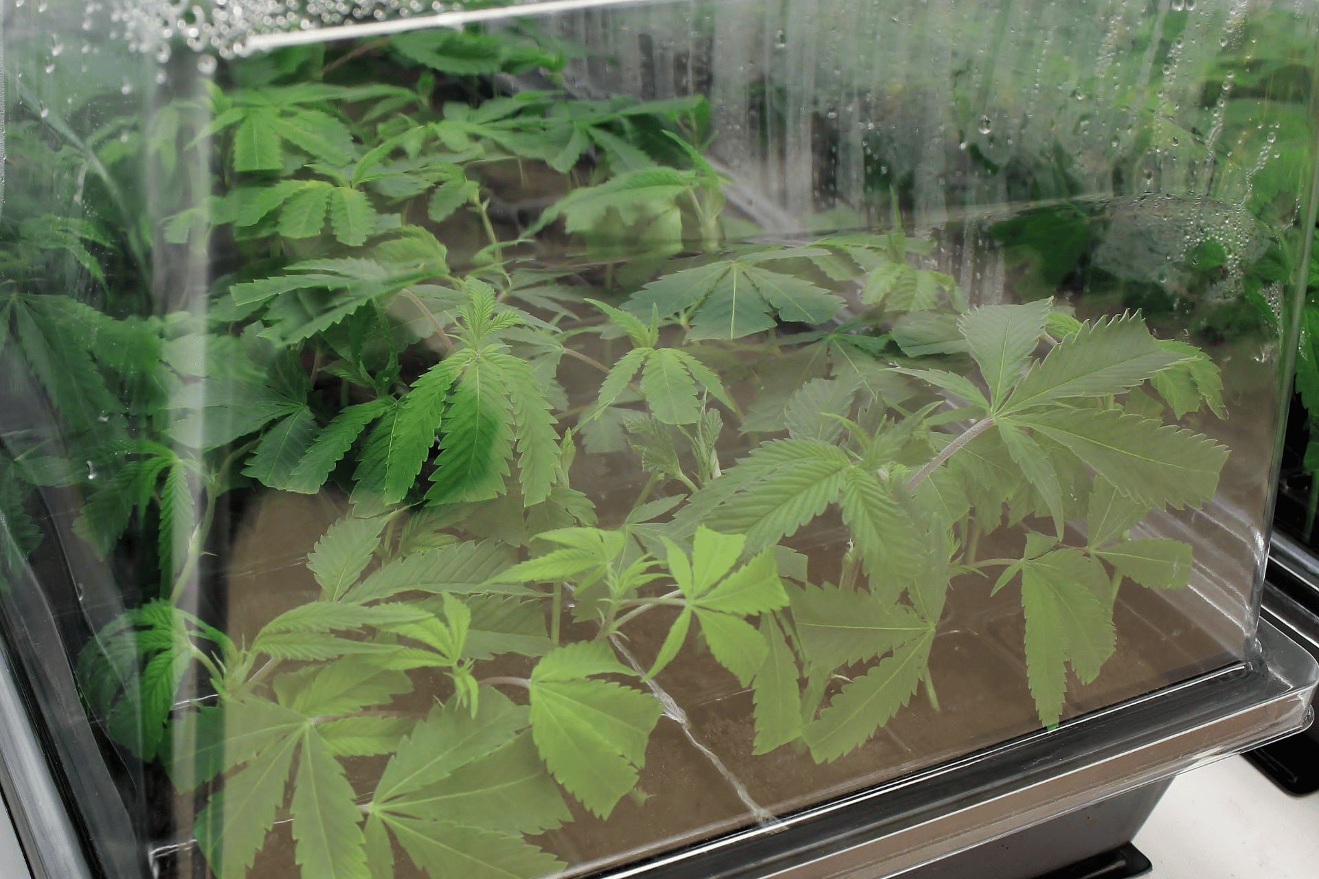 A bunch of plants are growing in a plastic container.