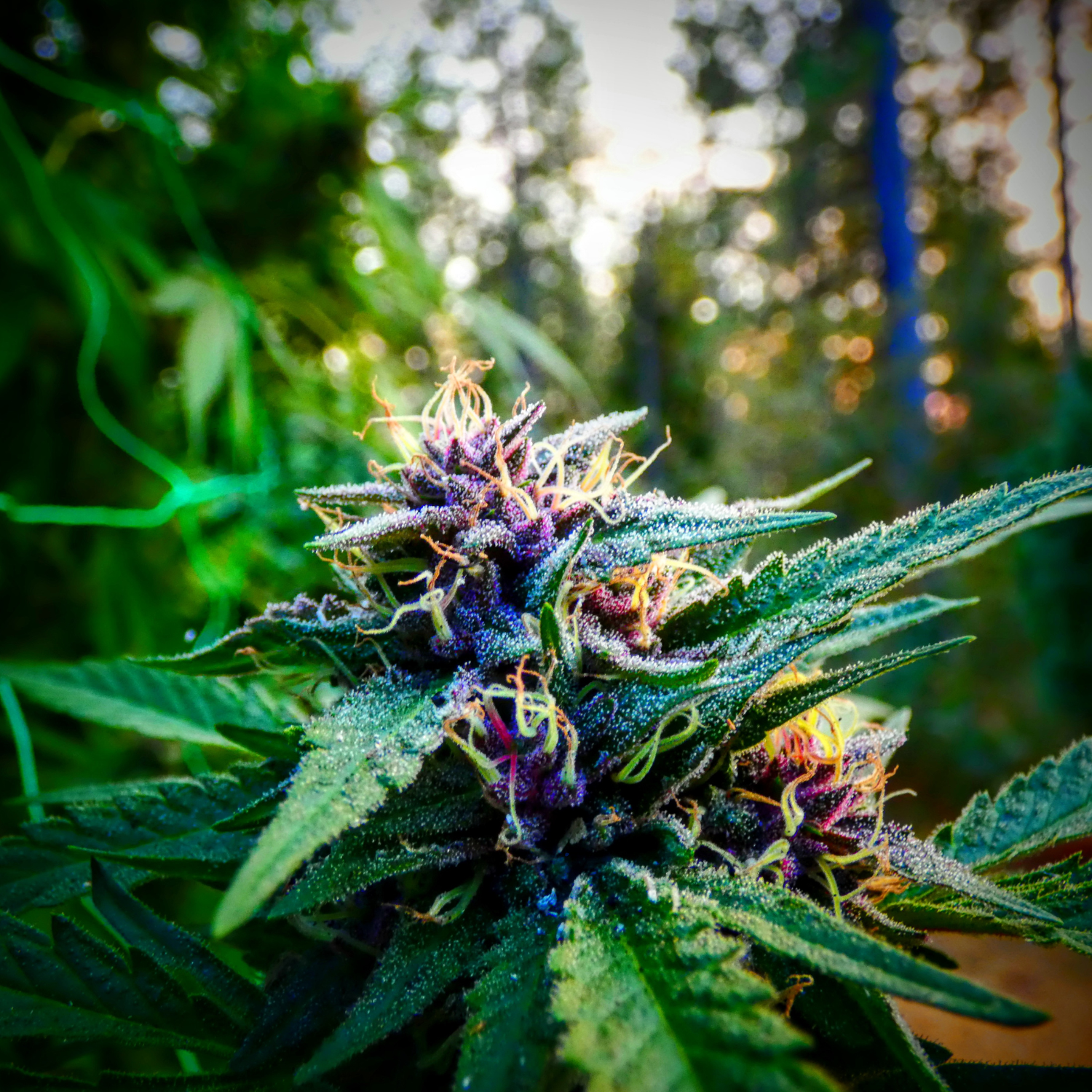 Cannabis leaf on white nackground.