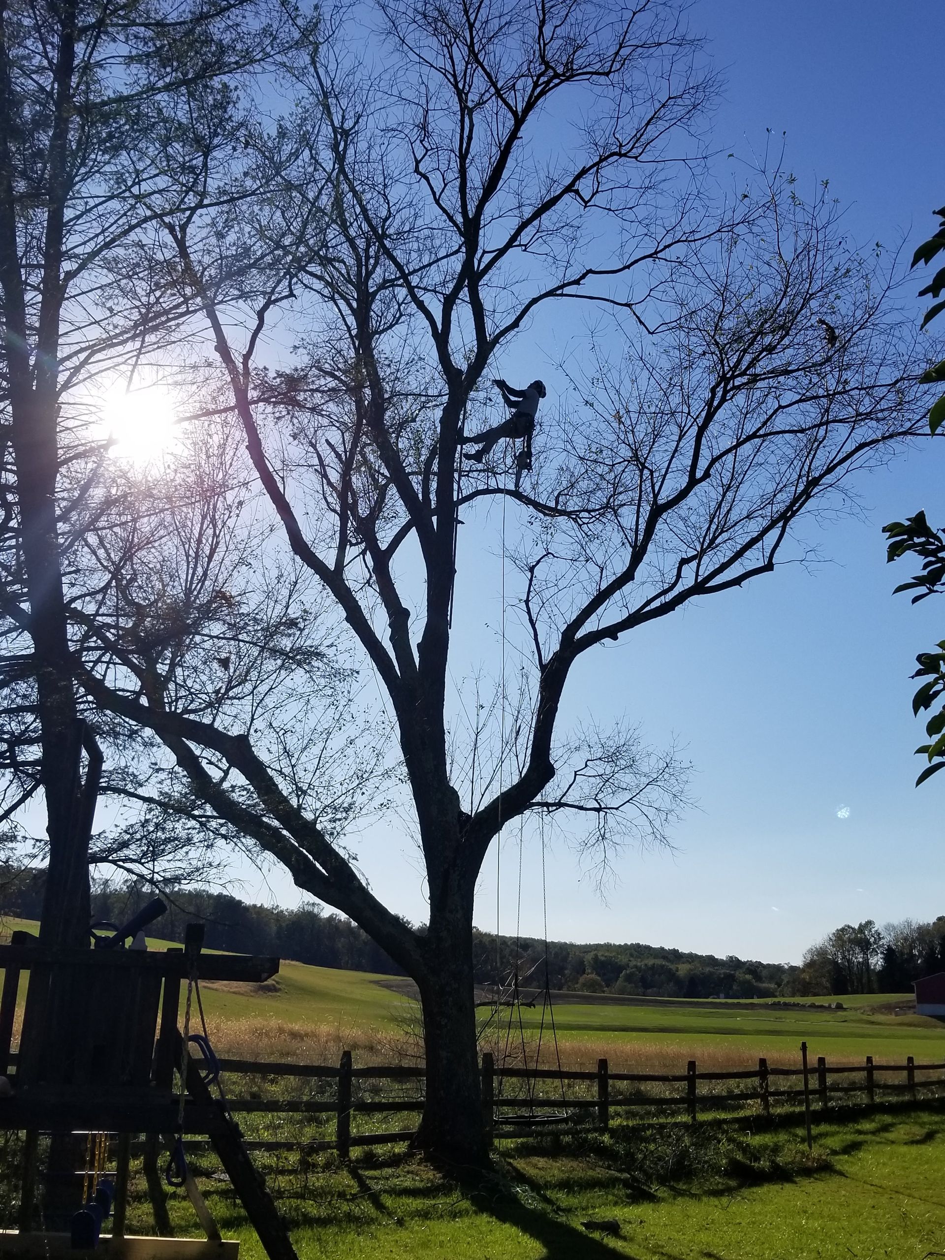 A man is climbing a tree in a field