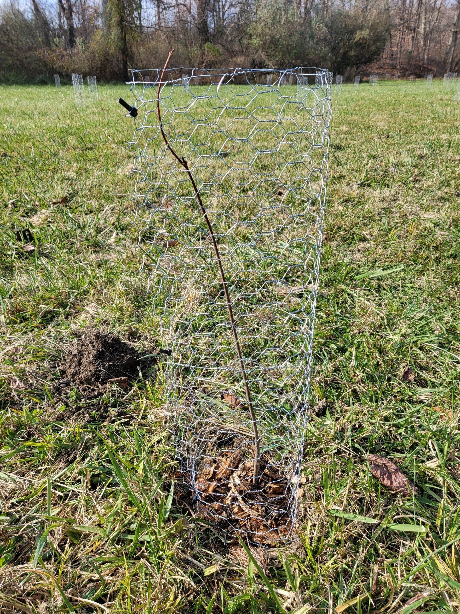 tree protection system