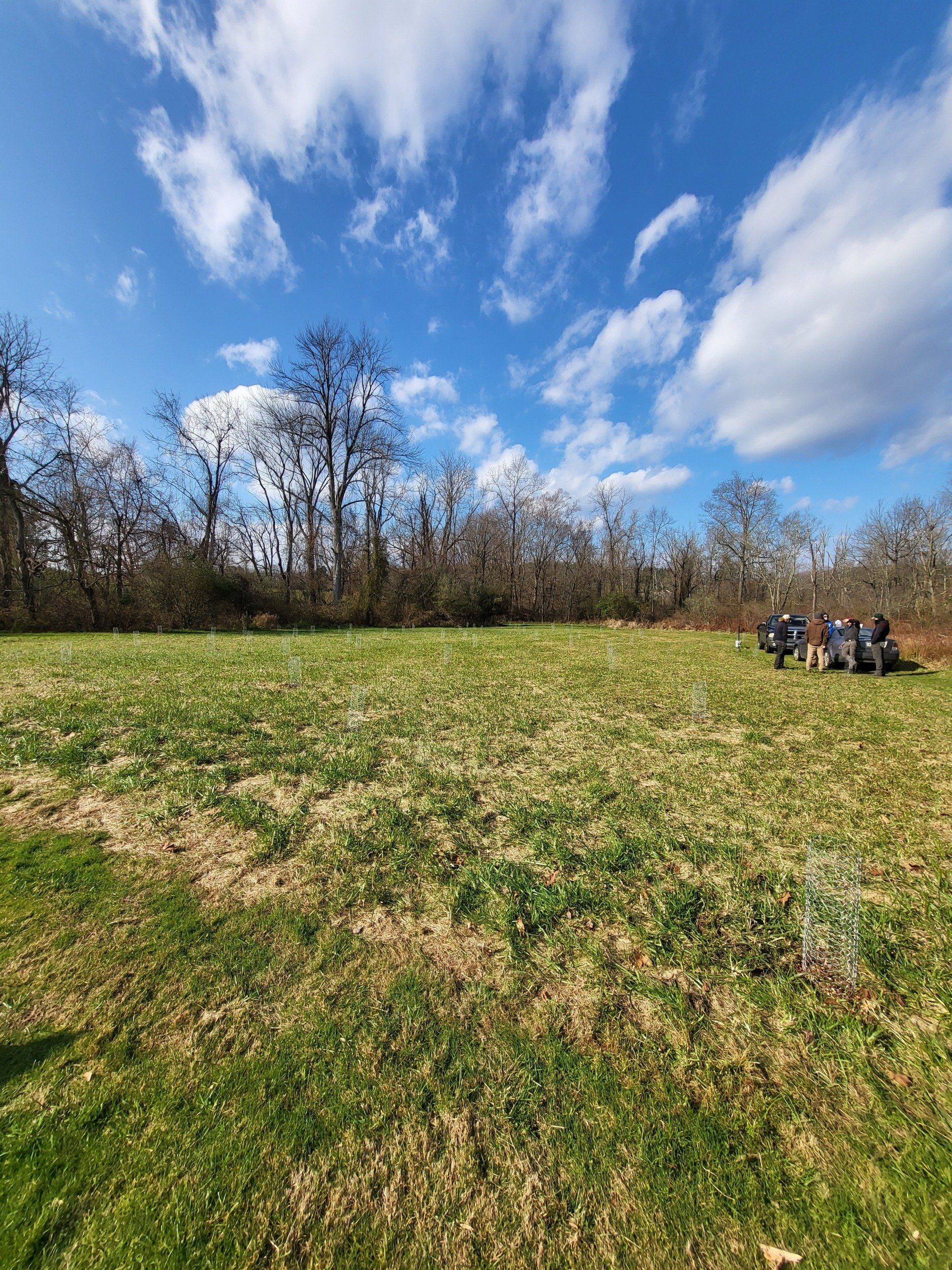 field of trees