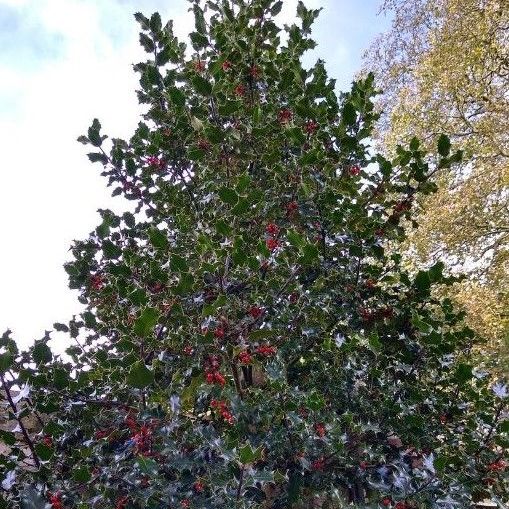 A tree with lots of leaves and red berries