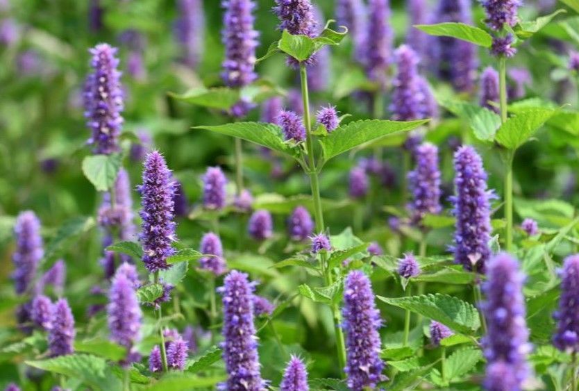 A field of purple flowers with green leaves