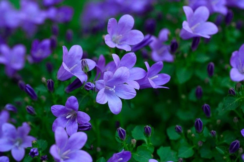 A field of purple flowers with green leaves in the background.