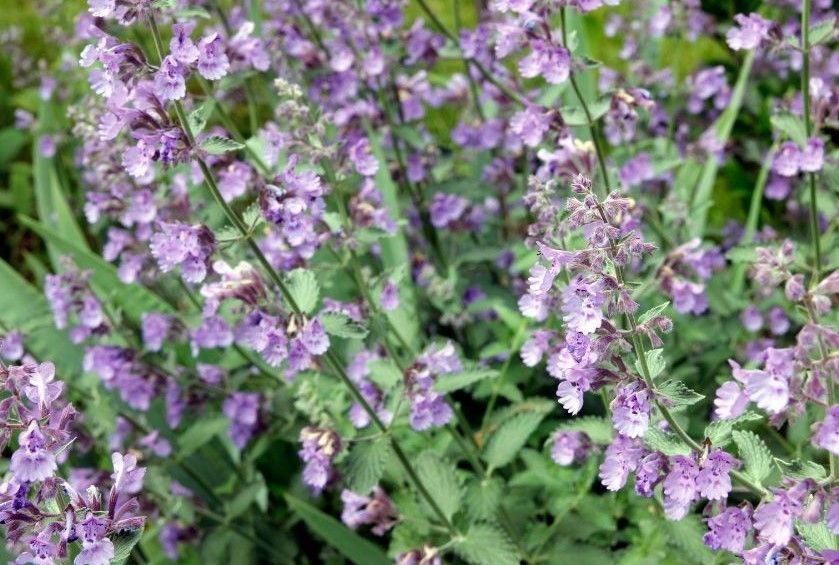 A close up of a bush with purple flowers and green leaves.