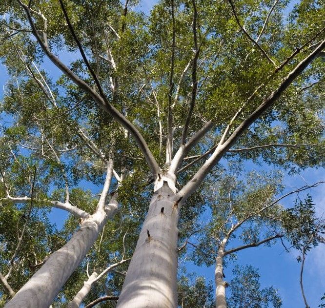 Trees with a blue sky 